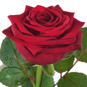 Червона троянда  | поштучно