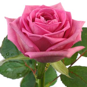 Троянда рожева | поштучно